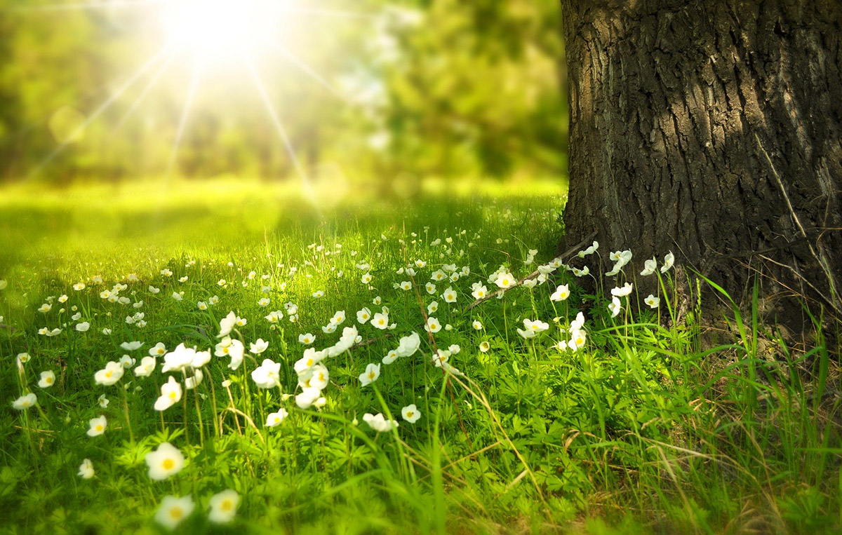 Sonne scheint auf wei�e Blumen und Baum
