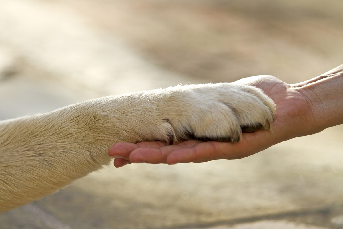 Tierkommunikation kannst du selbst Hundepfote auf Menschenhand